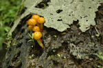 Mushrooms UpperTohickon