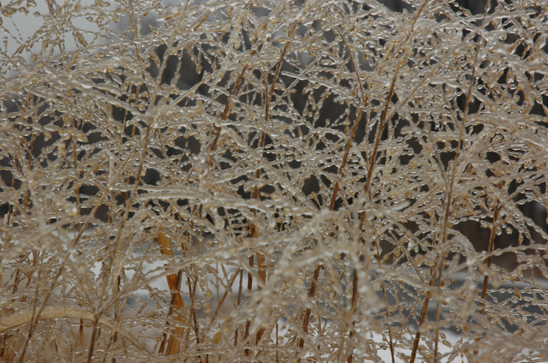 iced grasses