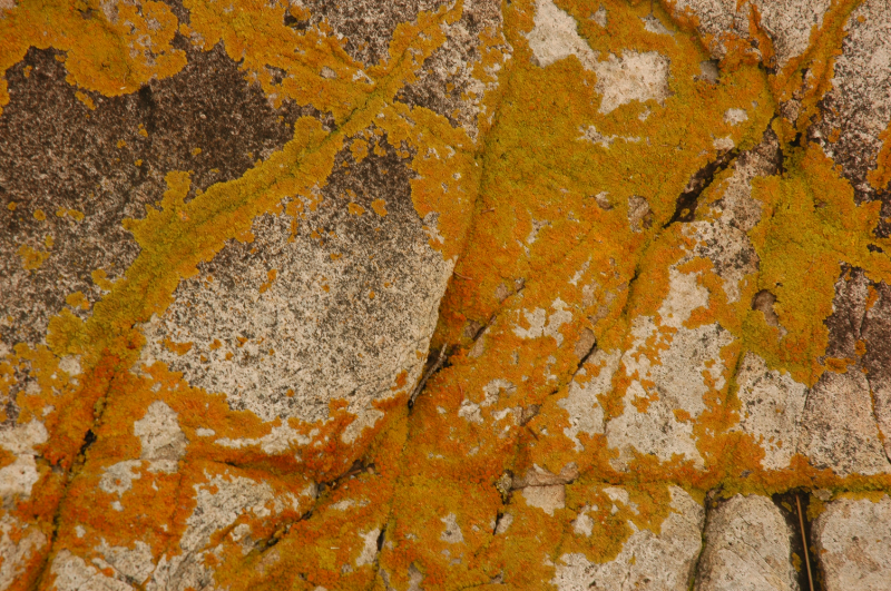 lichen lines