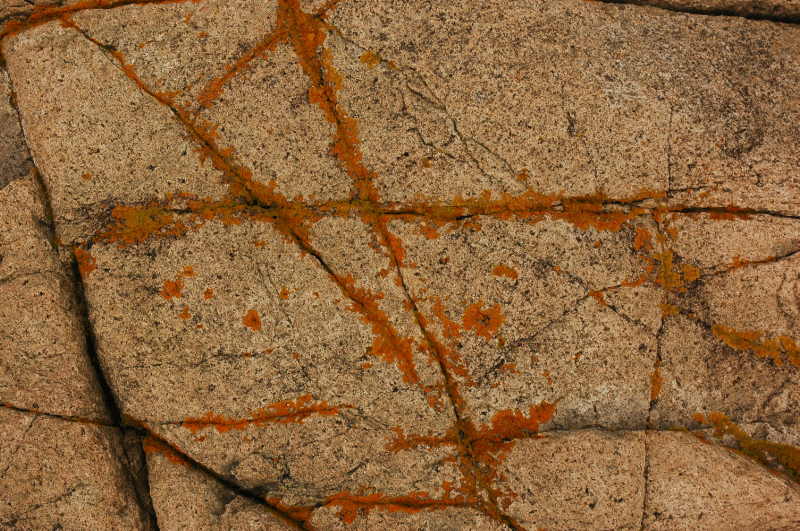 more lichen lines