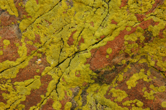 schoodic lichen