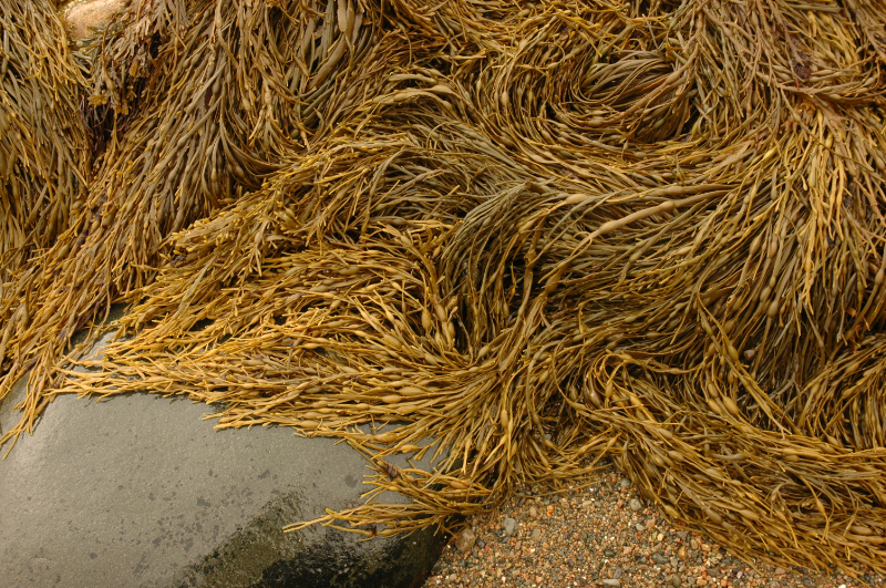 schoodic seaweed