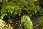 Ferns over the Upper Tohickon