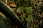 Hepatica UpperTohickon