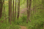 Spring Path Schuykill