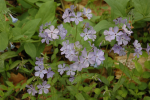 Woodland Flox and Blue Bells