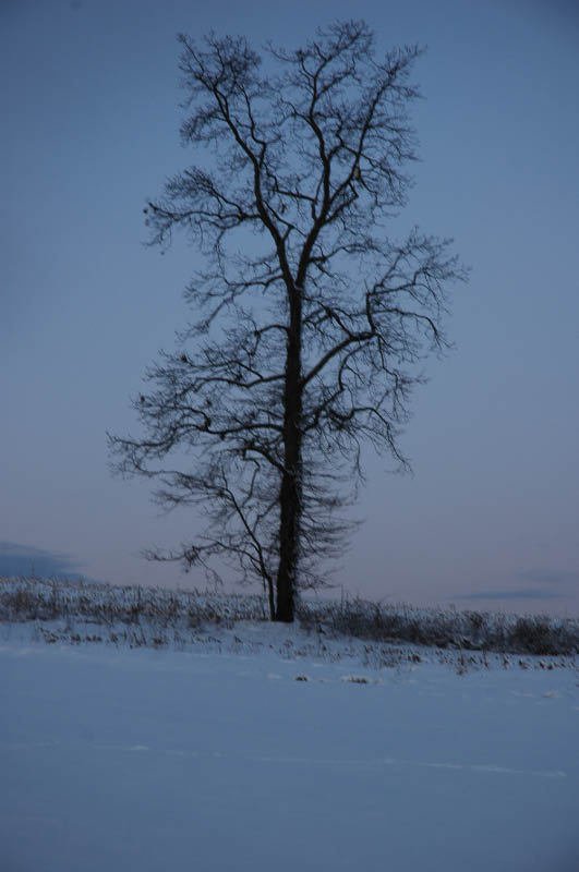 Same tree Pink Sky