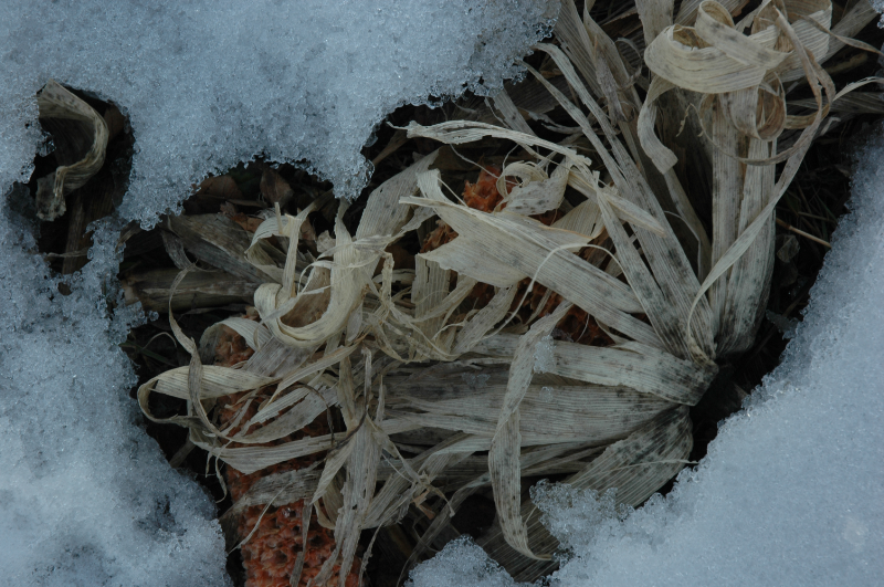 corn and ice