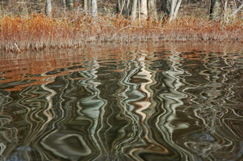 lakeside reflections