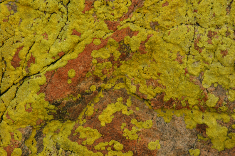 lichen yellow