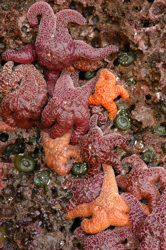 low tide neighbors