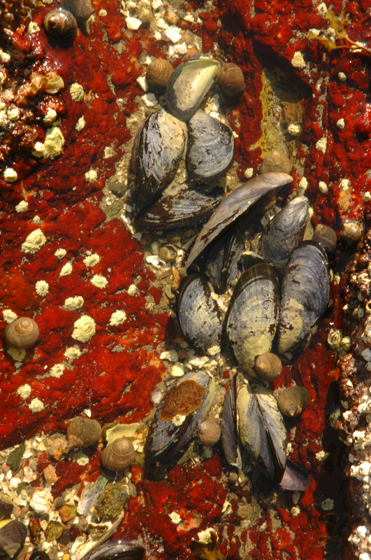 mussels