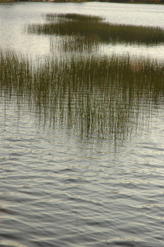 reeds in the pool