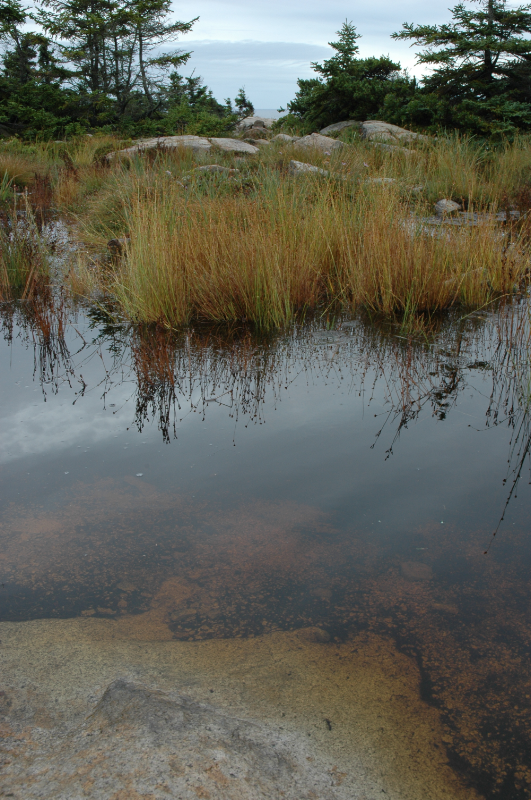 schoodic pool