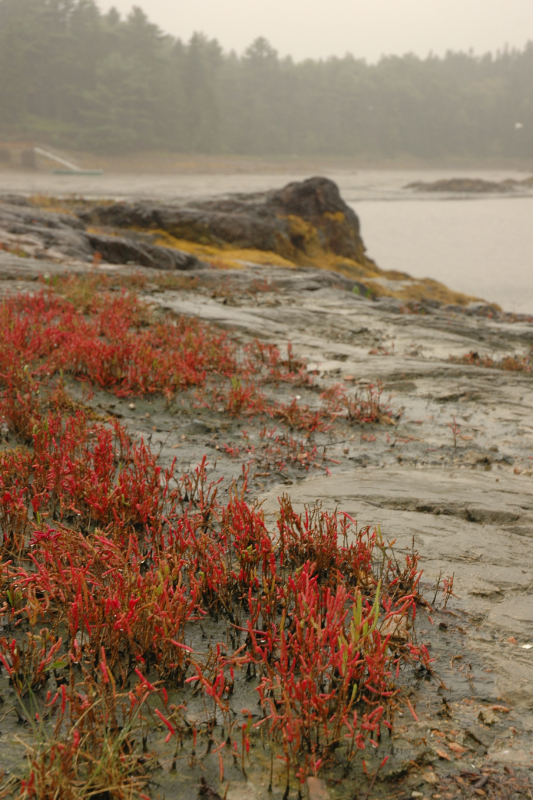 seal rock