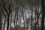 2014 Fog Above the Creek