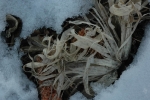 Corn Husks and Snow