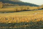 corn stubble and old snow