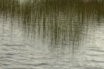 reeds in the pool