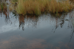 schoodic pool